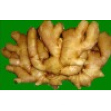 Cultures de 2016 Air Dry Ginger